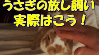 【うさぎ】はずっとケージ？部屋んぽ？放し飼い⁉おすすめは… 